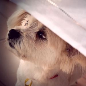 Meet your Posher, Yolanda